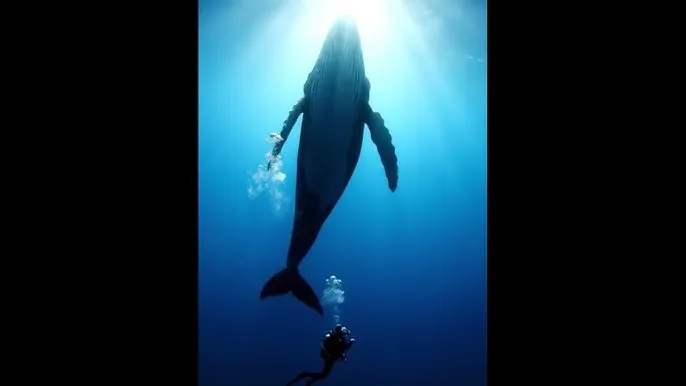 最爽的乱惀小说 - 深蓝星球：探索海洋深处的未知世界